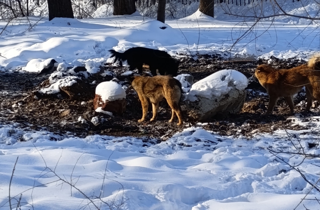 В Балакове прохожие спасли от собак ребенка